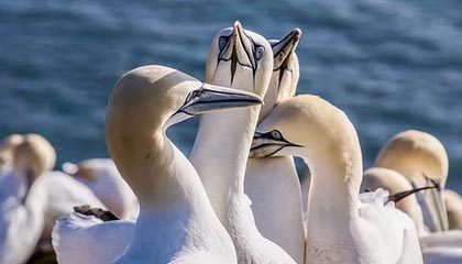 ac米兰电竞-西甲裁判语言模型在多语言环境下提升判罚效率，西甲著名裁判