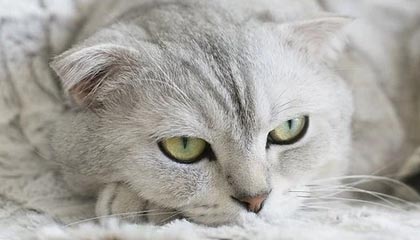 ac米兰电竞-西甲裁判语言模型在多语言环境下提升判罚效率，西甲著名裁判